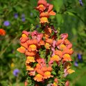 Antirrhinum majus 'Rocket bronze'